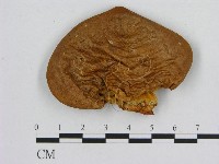 登錄號:F0009606藏品圖，第1張