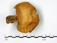 登錄號:F0009607藏品圖，第1張