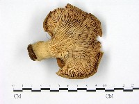登錄號:F0009607藏品圖，第3張