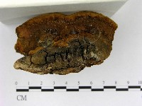 登錄號:F0009609藏品圖，第3張