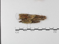 登錄號:F0009614藏品圖，第1張