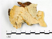 登錄號:F0009616藏品圖，第1張