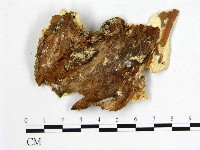 登錄號:F0009616藏品圖，第3張