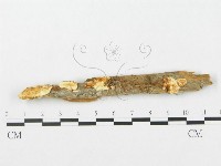 登錄號:F0009618藏品圖，第1張