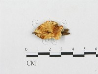 登錄號:F0009620藏品圖，第1張