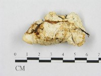 登錄號:F0009621藏品圖，第1張