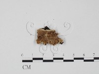 登錄號:F0009634藏品圖，第1張