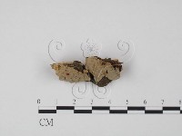 登錄號:F0009636藏品圖，第3張