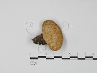 登錄號:F0009637藏品圖，第3張