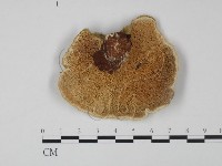 登錄號:F0009638藏品圖，第1張