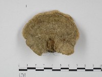 登錄號:F0009638藏品圖，第3張