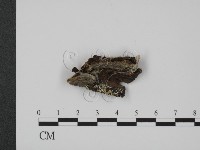 登錄號:F0009640藏品圖，第1張