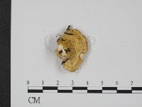 登錄號:F0009641藏品圖，第1張