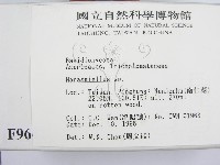 微皮傘屬藏品圖，第2張