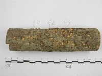 微皮傘屬藏品圖，第1張