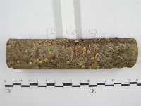 微皮傘屬藏品圖，第3張