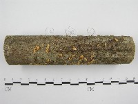 微皮傘屬藏品圖，第4張