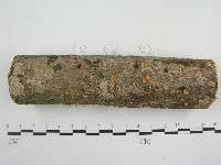 微皮傘屬藏品圖，第5張