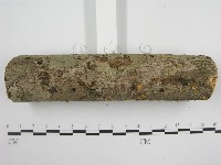 微皮傘屬藏品圖，第6張