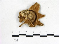 登錄號:F0009644藏品圖，第3張