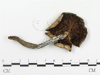 傘菌屬藏品圖，第1張