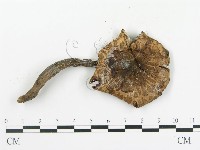 傘菌屬藏品圖，第3張