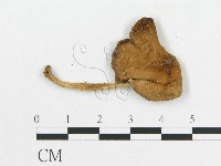 登錄號:F0009647藏品圖，第1張