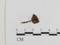 登錄號:F0009648藏品圖，第1張