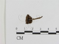 登錄號:F0009648藏品圖，第3張