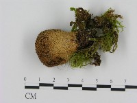 登錄號:F0009650藏品圖，第1張