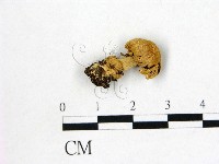 鵝膏屬藏品圖，第1張