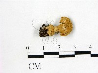 鵝膏屬藏品圖，第3張