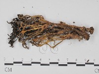 登錄號:F0009652藏品圖，第3張