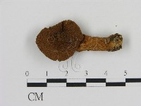 登錄號:F0009654藏品圖，第3張