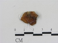 乳菇屬藏品圖，第1張