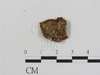 乳菇屬藏品圖，第3張