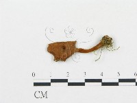 登錄號:F0009656藏品圖，第3張