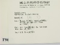 小菇屬藏品圖，第2張