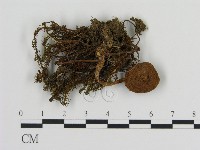 登錄號:F0009659藏品圖，第1張