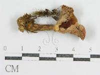 登錄號:F0009660藏品圖，第1張