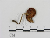 登錄號:F0009662藏品圖，第3張