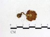 登錄號:F0009663藏品圖，第3張