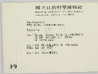 小菇屬藏品圖，第2張