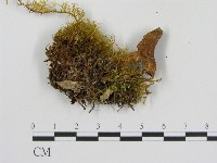 登錄號:F0009665藏品圖，第3張