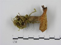 登錄號:F0009666藏品圖，第1張