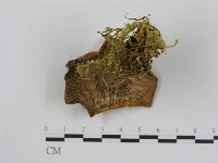 登錄號:F0009666藏品圖，第3張