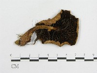 登錄號:F0009667藏品圖，第1張