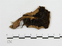 登錄號:F0009667藏品圖，第3張