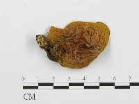 登錄號:F0009668藏品圖，第3張