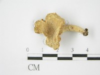 登錄號:F0009672藏品圖，第5張